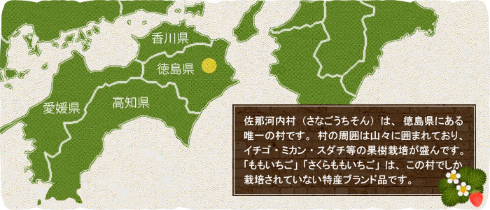 さくらもも いちご 苺 徳島県佐那河内村産 化粧箱入り | 日本ロイヤルガストロ倶楽部