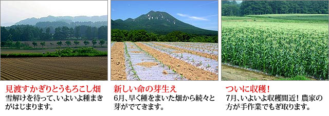 とうもろこし 嶽きみ(だけきみ) 青森県嶽高原産 10本入り | 日本ロイヤルガストロ倶楽部